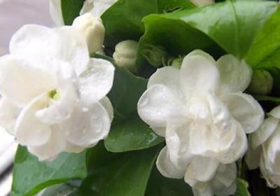 茉莉花的养殖方法