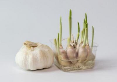 大蒜,蔬菜,防癌
