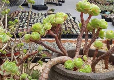 多肉植物怎么晒太阳
