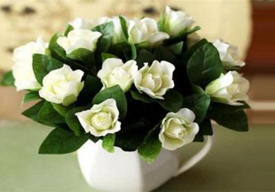 栀子花怎么养护