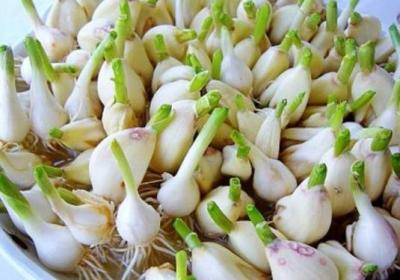 大蒜,蔬菜,防癌