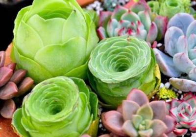 多肉植物怎么养活