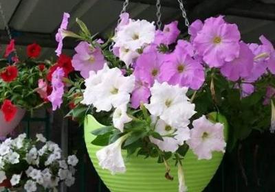 矮牵牛种植及养护方法