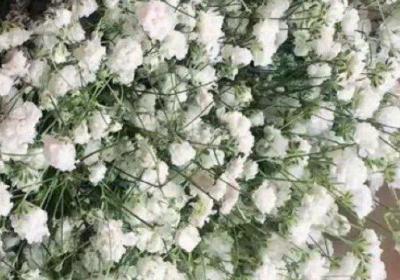 麦蓝菜和满天星的区别