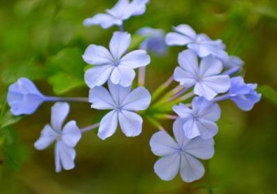 蓝花丹什么时候开花