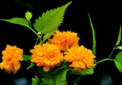 棣棠花什么时候开花