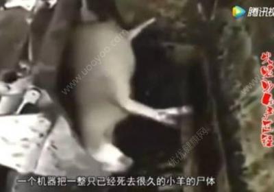 火腿肠,猪肉,羊肉