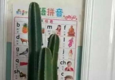 量天尺冬天怎么养,冻伤了怎么办