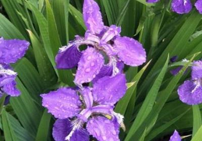 鸢尾什么季节开花,花期如何养护