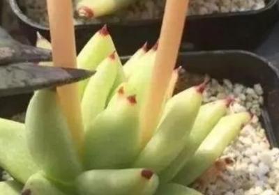 多肉开花要不要剪掉,剪下来怎么处理