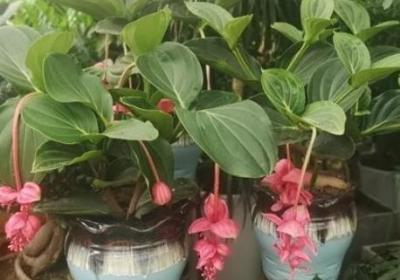 宝莲灯花的养殖方法和注意事项