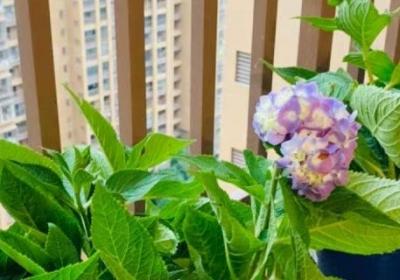 怎么让绣球花开花,开花后怎么处理