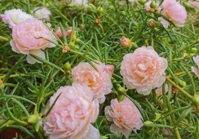 怎么让太阳花多开花,花朵小怎么回事