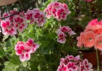 怎么让天竺葵开花,花期怎么养护