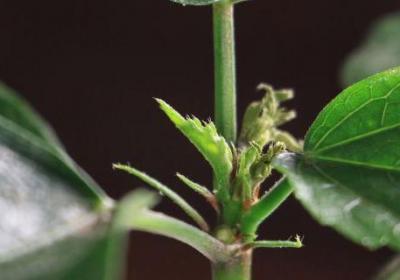 怎么让扶桑多开花,花期如何养护
