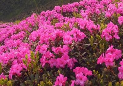 怎么让杜鹃花开花,开花前用什么肥