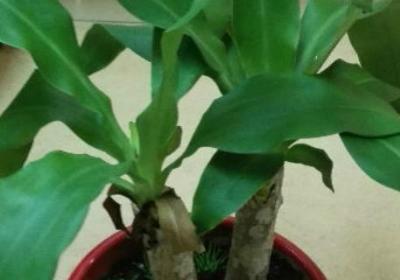 怎么让巴西木开花,开花花期如何护理