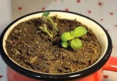 怎么让薄荷茎叶粗壮,怎么修剪
