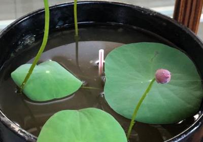 碗莲怎么过冬,多少度会冻死