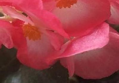 四季海棠冬天怎么过冬,四季海棠图片