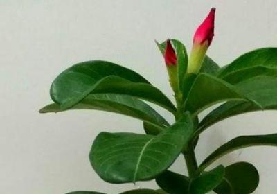 沙漠玫瑰冬天如何养护