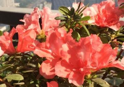 杜鹃花掉叶子是怎么回事,怎么补救