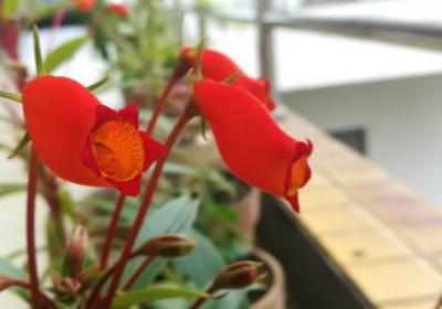 小岩桐花的养殖方法