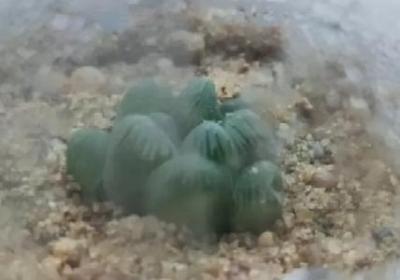玉露闷养方法,闷养多久可以见效