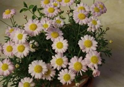 玛格丽特花怎么养