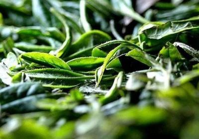 喝茶,泡茶,茶叶