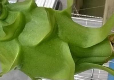火龙果的种植技术与栽培