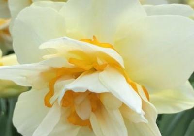 水仙花的花期时间,如何延长花期