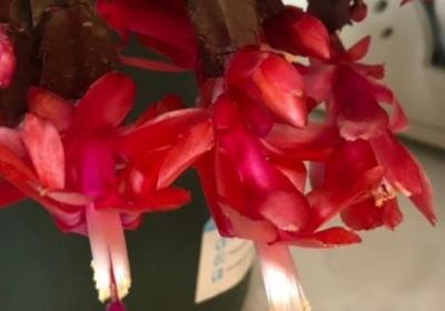 蟹爪兰花期多长时间,花期能施肥吗