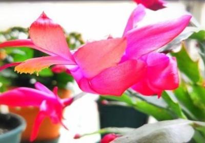 蟹爪兰花期是什么时候,花期施什么肥最好