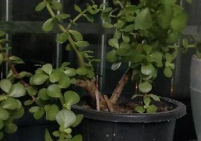 金枝玉叶什么时候开花,金枝玉叶花期管理