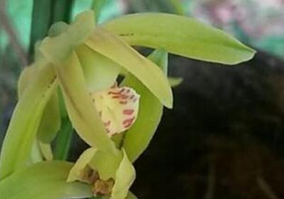什么土适合家里养兰花,能用黄泥种兰花吗
