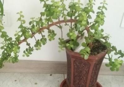 山茶花多少钱一株,山茶花的价格和图片