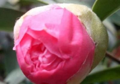 山茶花小苗养几年能开花,山茶花小苗怎么养