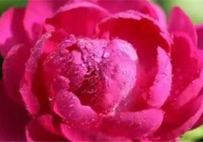 芍药换盆后不开花了,什么时候给芍药换盆
