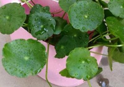 铜钱草如何分盆,铜钱草什么季节分盆好