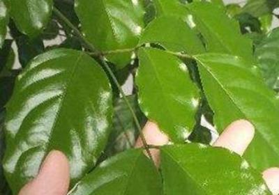 幸福树养殖方法,幸福树怎么养活