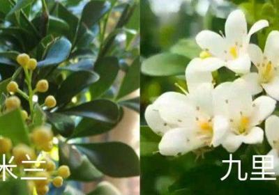 米兰和九里香的区别,米兰和九里香哪个好养