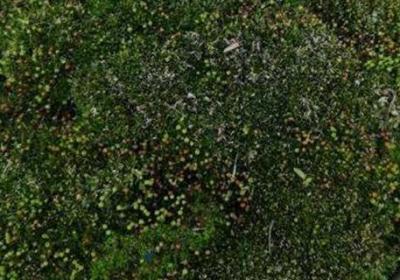 苔藓可以养在水中么,能放在鱼缸里吗