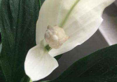 新买的一帆风顺怎么养