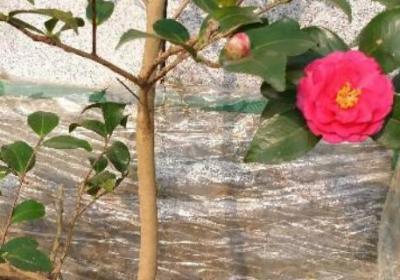 山茶花怎么种植方法,山茶花种植时间