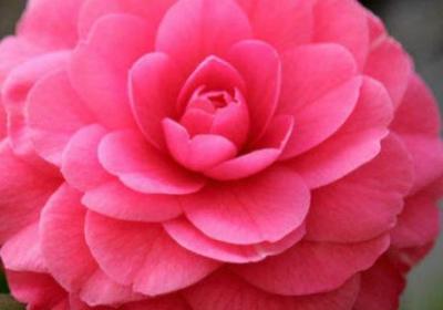 盆栽山茶花怎么修剪,什么时候修剪