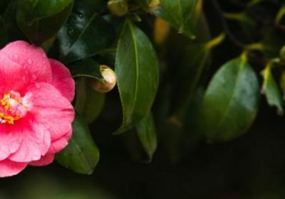 山茶花在什么季节开花,山茶花花开败后要摘下吗
