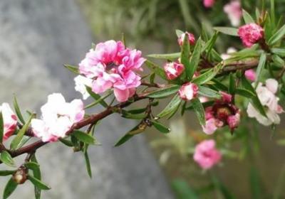 新买的梅花怎么养