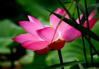 莲花怎么用藕种植,种植后怎么养护