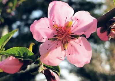 桃花什么时候换盆,桃花用什么土种最好
